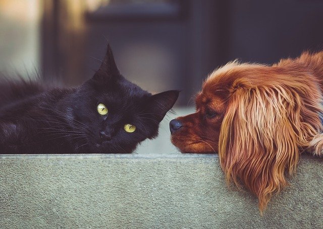 犬と黒猫